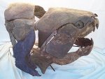 Dunkleosteus Placodermi Devonian Armored Fish from Morocco